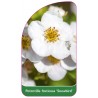 potentilla-fruticosa-snowbird-1