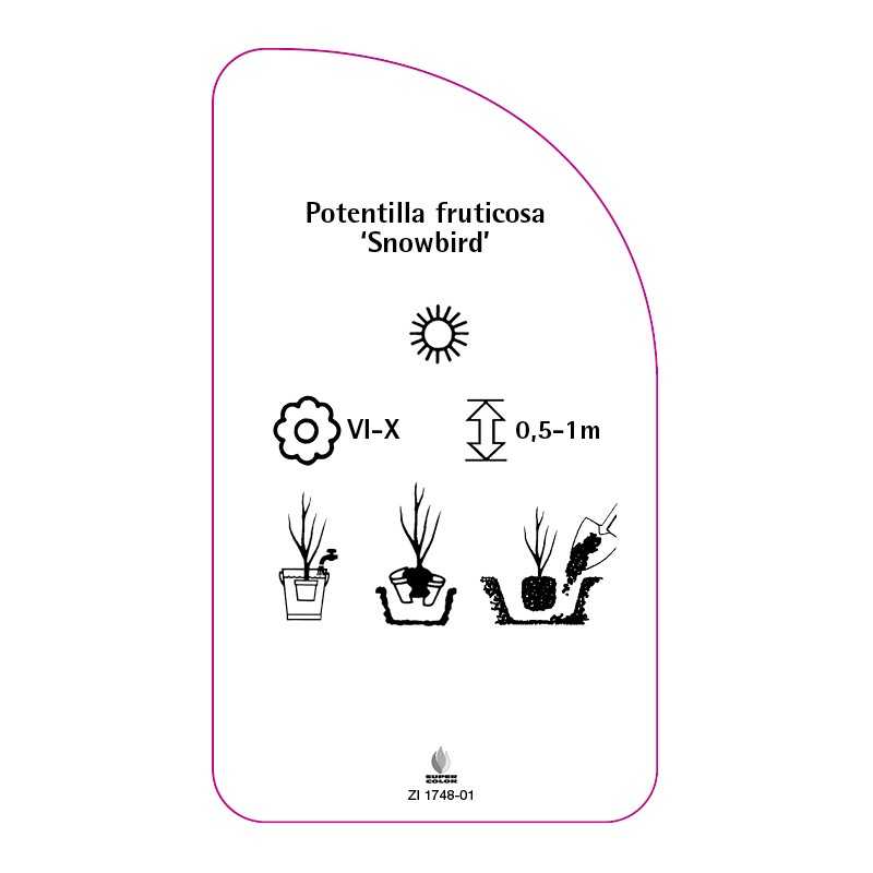 potentilla-fruticosa-snowbird-0