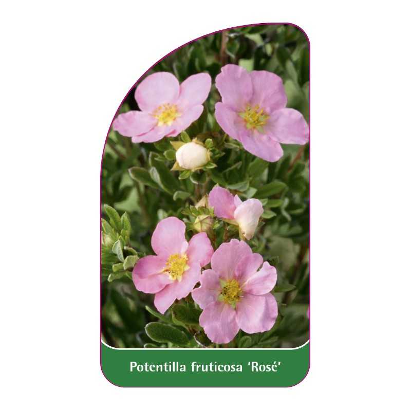 potentilla-fruticosa-rose-b1