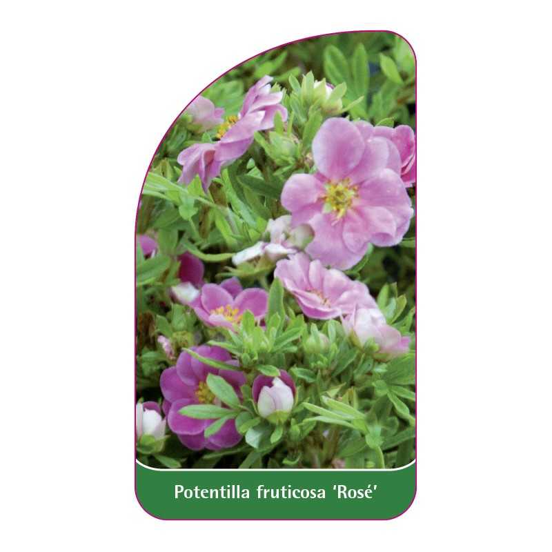 potentilla-fruticosa-rose-a1