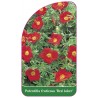 potentilla-fruticosa-red-joker-1