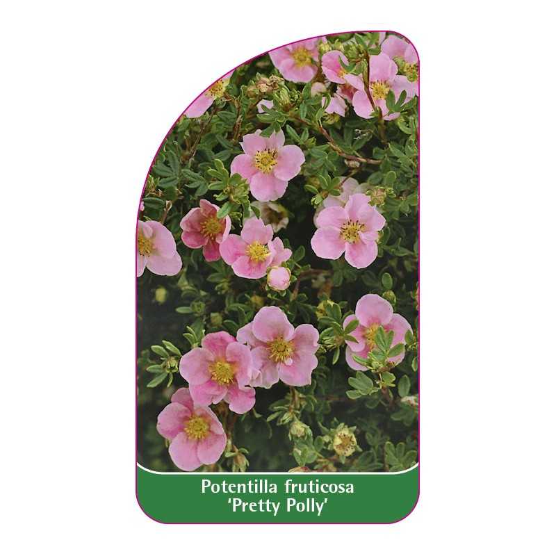 potentilla-fruticosa-pretty-polly-1