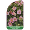 potentilla-fruticosa-pretty-polly-1