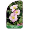 potentilla-fruticosa-pink-whisper-1