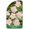 potentilla-fruticosa-pink-queen-b1