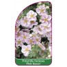 potentilla-fruticosa-pink-queen-a1