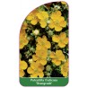 potentilla-fruticosa-orangeade-1