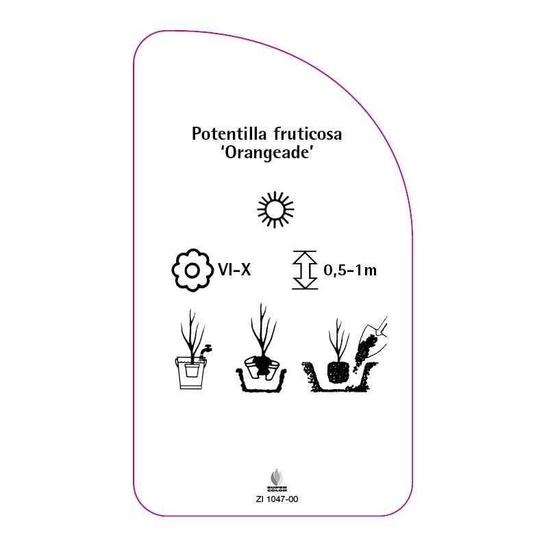 potentilla-fruticosa-orangeade-0