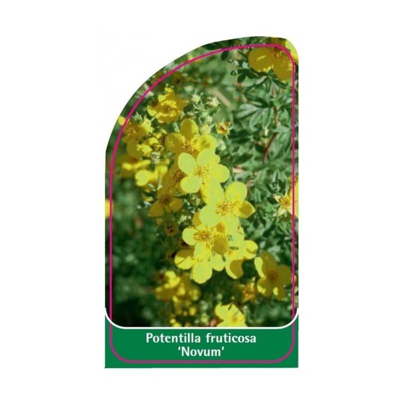 potentilla-fruticosa-novum-1