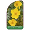 potentilla-fruticosa-kobold-1