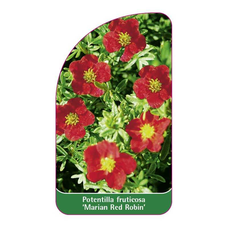 potentilla-fruticosa-marian-red-robin-1