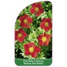 potentilla-fruticosa-marian-red-robin-1