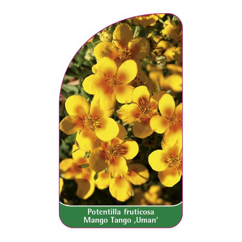 potentilla-fruticosa-mango-tango-uman-1