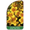 potentilla-fruticosa-mango-tango-uman-1