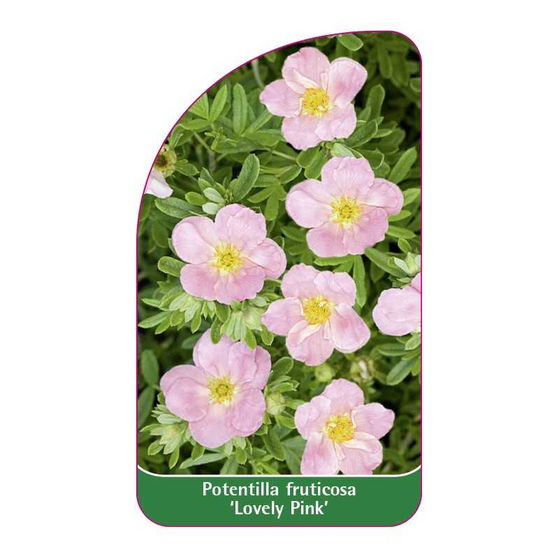 potentilla-fruticosa-lovely-pink-1