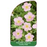 potentilla-fruticosa-lovely-pink-1