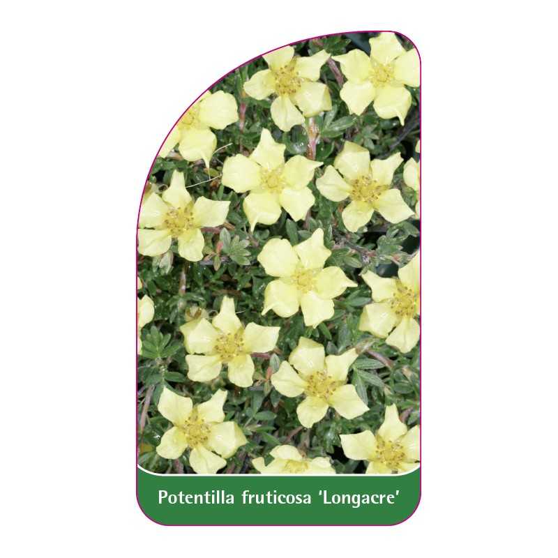 potentilla-fruticosa-longacre-1