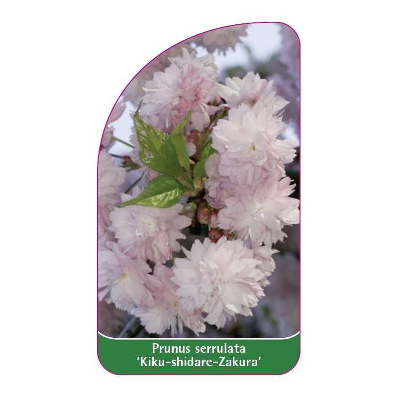 prunus-serrulata-kiku-shidare-zakura-b1