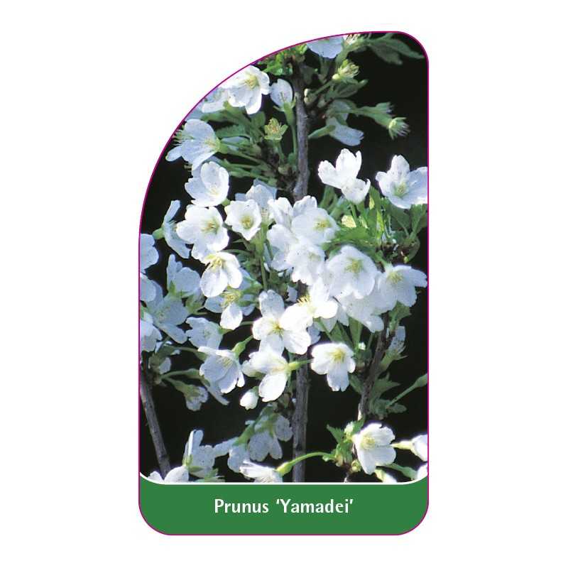 prunus-yamadei-1