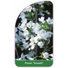 prunus-yamadei-1