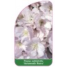 prunus-x-subhirtella-autumnalis-rosea-1