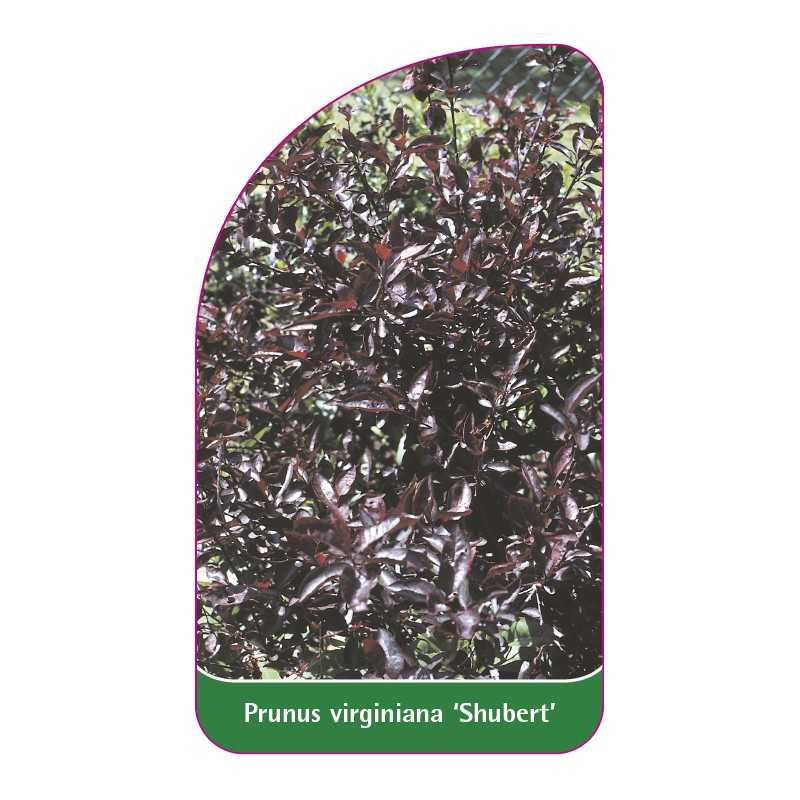 prunus-virginiana-schubert-1