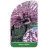 prunus-triloba-pienny-standard1