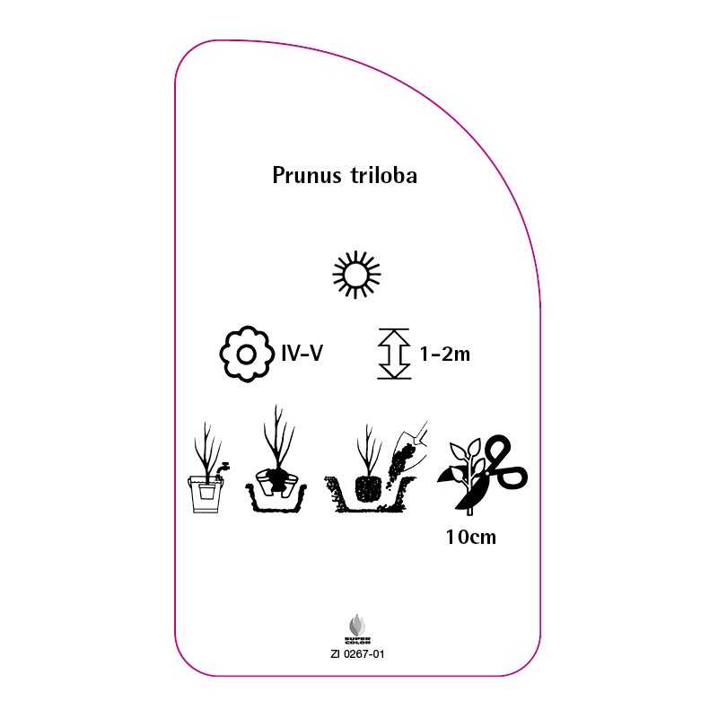 prunus-triloba-pienny-standard0