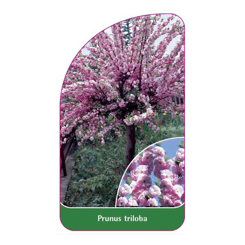 prunus-triloba-pienny-jumbo1