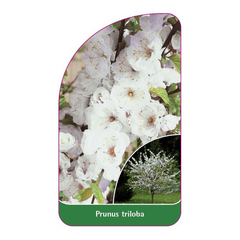 prunus-triloba-bialy1