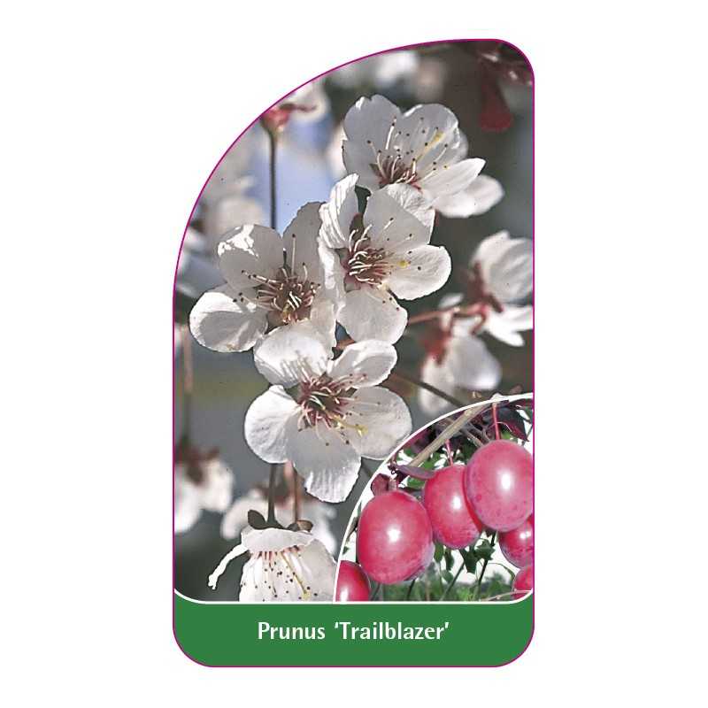 prunus-trailblazer-1