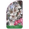 prunus-trailblazer-1