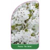 prunus-the-bride-1