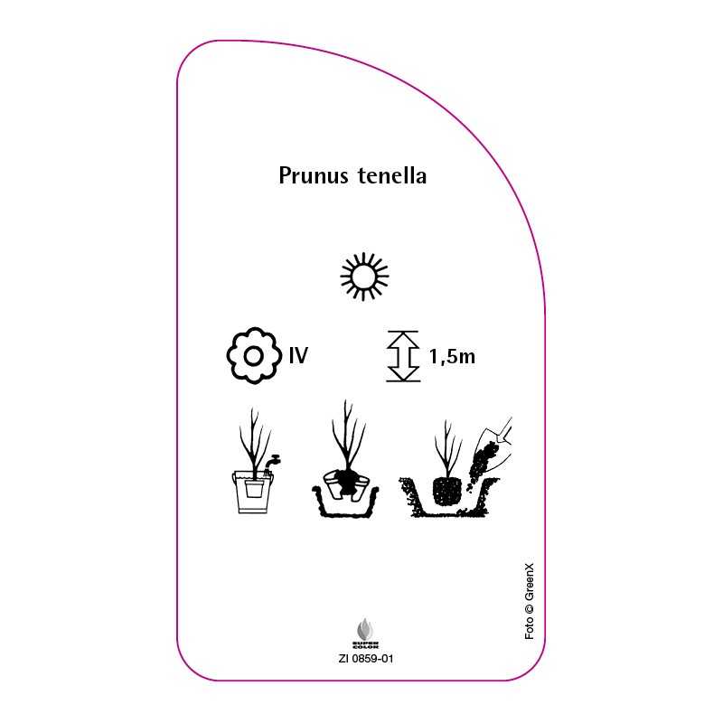 prunus-tenella0