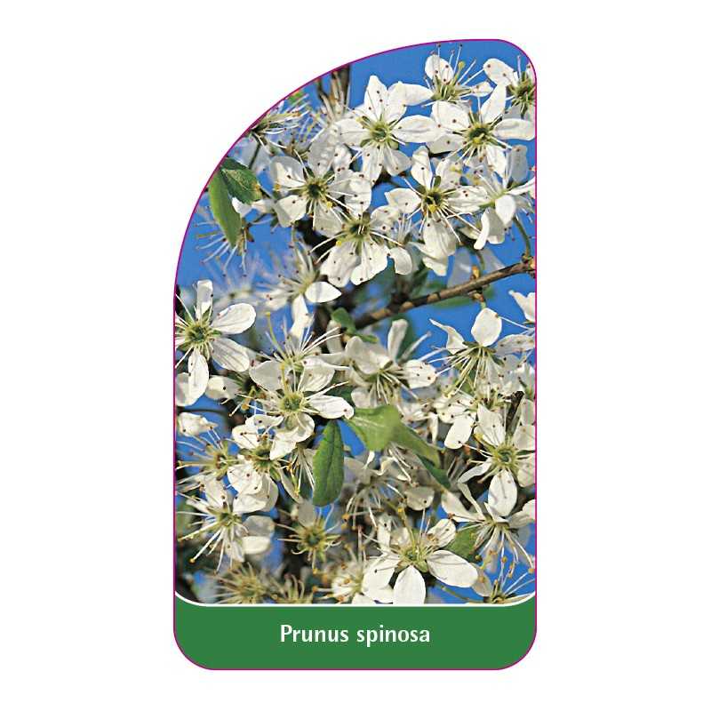 prunus-spinosa1