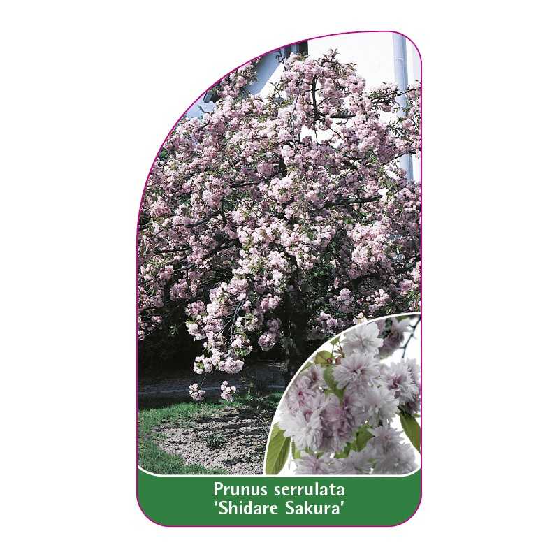 prunus-serrulata-shidare-sakura-1