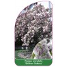 prunus-serrulata-shidare-sakura-1