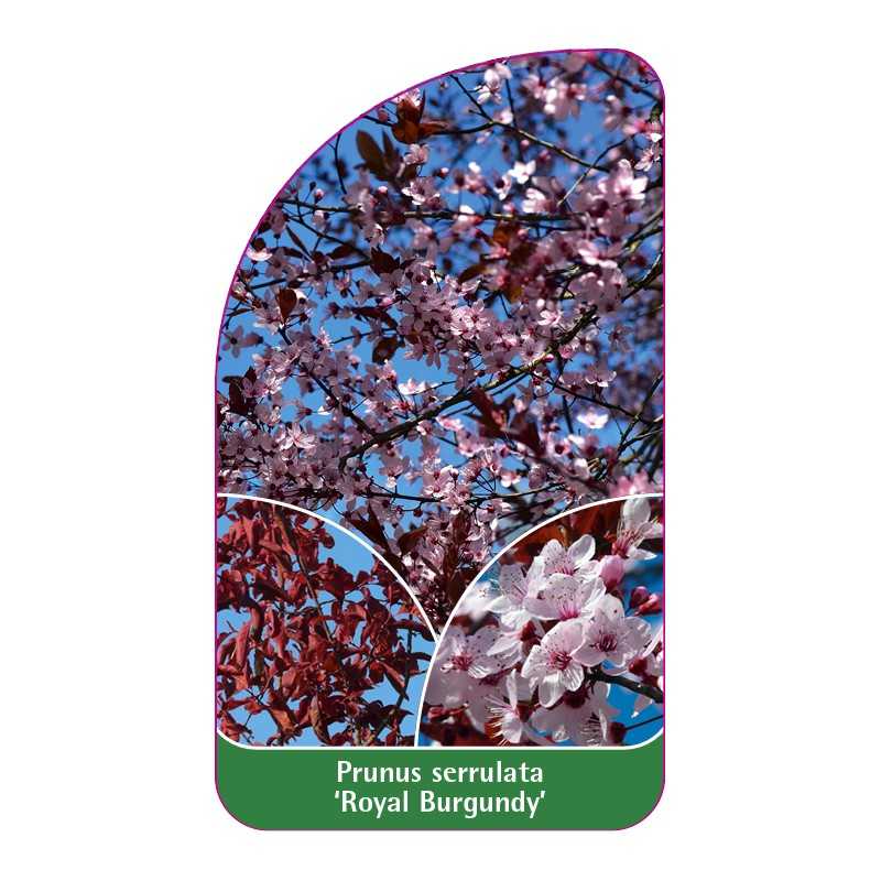 prunus-serrulata-royal-burgundy-b1