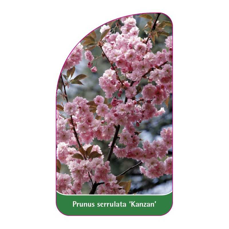 prunus-serrulata-kanzan-b1