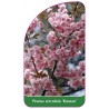 prunus-serrulata-kanzan-b1