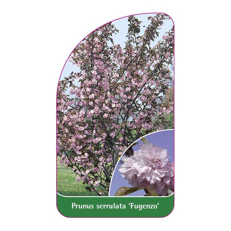 prunus-serrulata-fugenzo-1