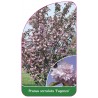 prunus-serrulata-fugenzo-1