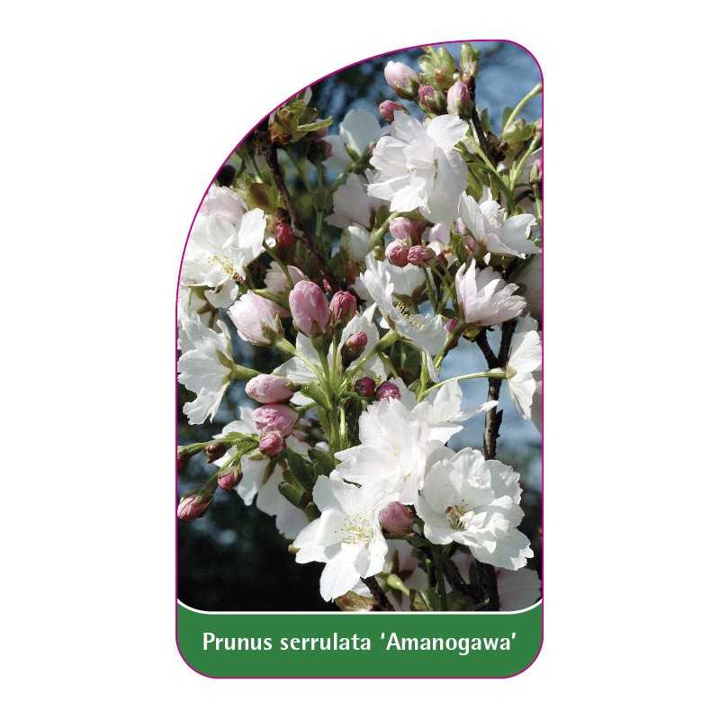 prunus-serrulata-amanogawa-b1