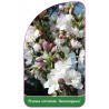 prunus-serrulata-amanogawa-b1