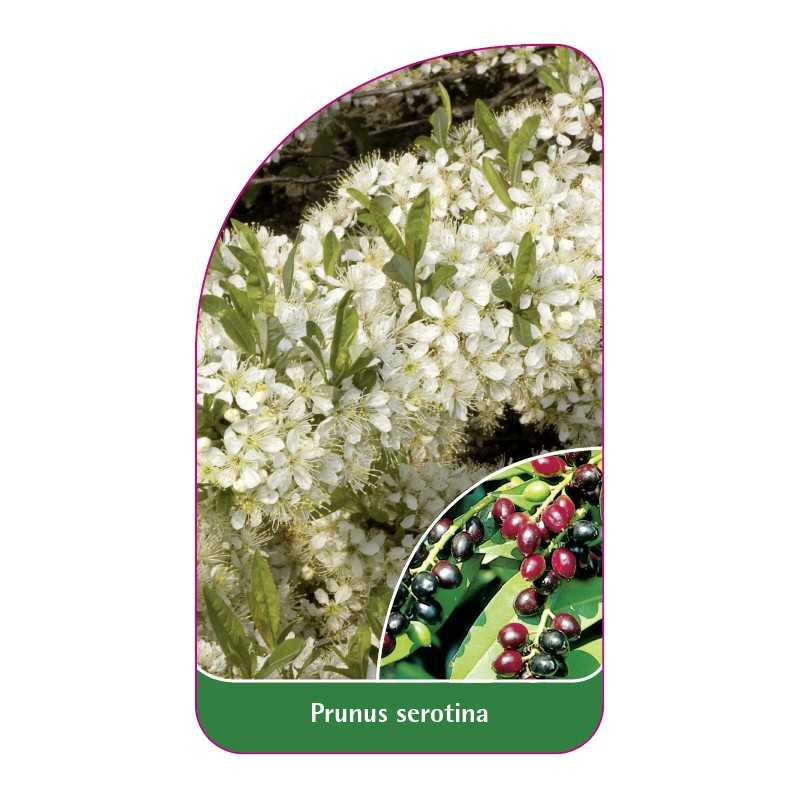 prunus-serotina1