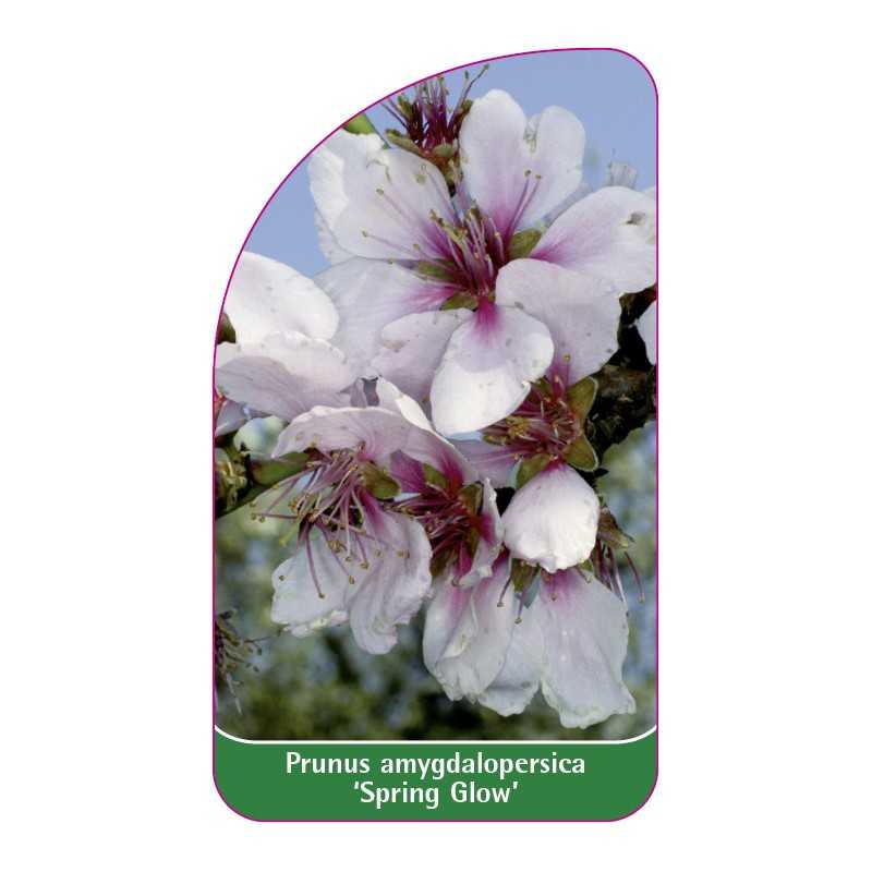 prunus-amygdalopersica-spring-glow-1