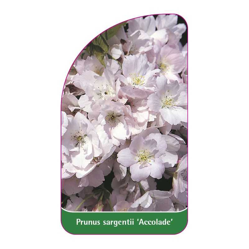 prunus-saragentii-accolade-1