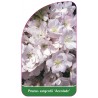 prunus-saragentii-accolade-1