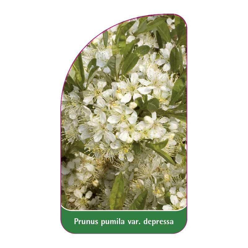 prunus-pumila-var-depressa1