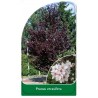 prunus-cerasifera-a1